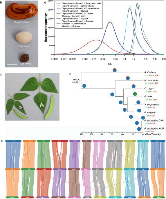 The Tepary Bean Genome Provides Insight Into Evolution And Domestication Under Heat Stress Nature Communications
