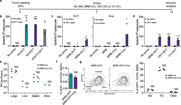 Adjuvant Oncolytic Virotherapy For Personalized Anti Cancer Vaccination Nature Communications