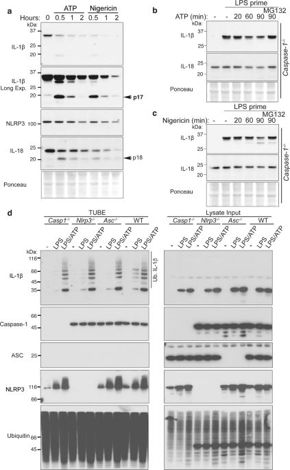 The ubiquitylation of IL-1β limits its cleavage by caspase-1 and targets it  for proteasomal degradation