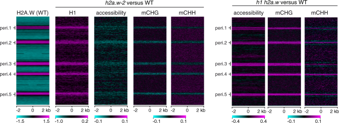 The histone variant H2A.W and linker histone H1 co-regulate heterochromatin  accessibility and DNA methylation