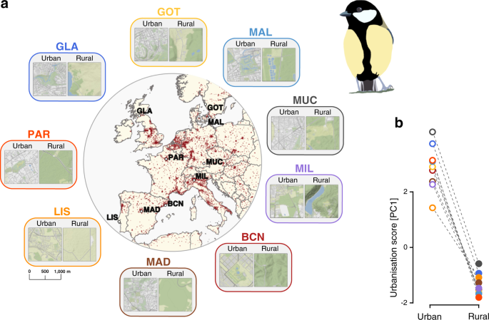 Continent-wide genomic signatures of adaptation to urbanisation in a  songbird across Europe