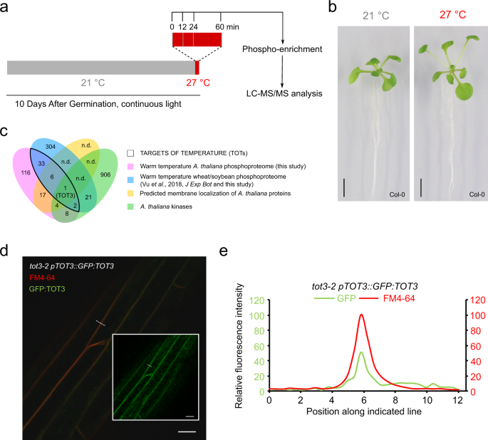The Membrane Localized Protein Kinase Map4k4 Tot3 Regulates Thermomorphogenesis Nature Communications