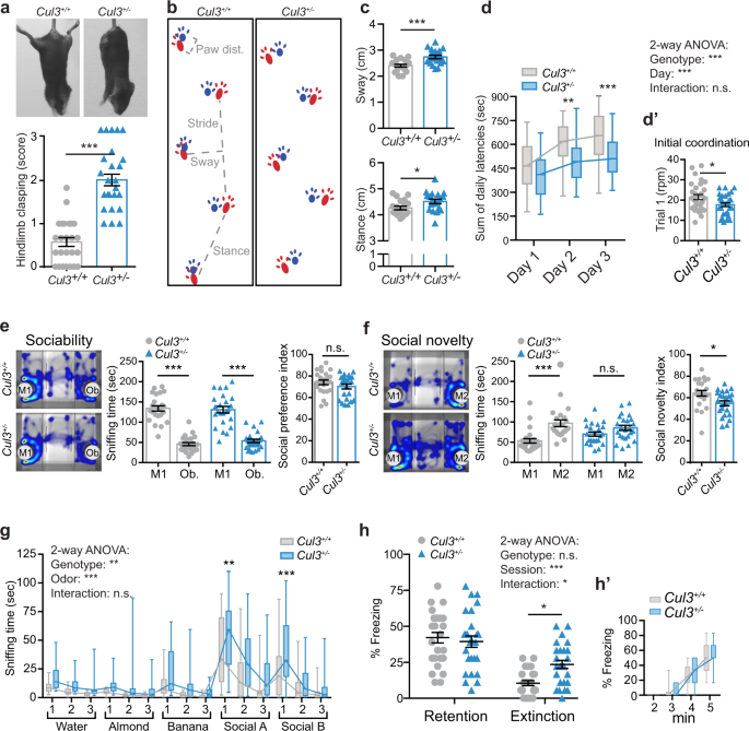 Cul3 Regulates Cytoskeleton Protein Homeostasis And Cell Migration During A Critical Window Of Brain Development Nature Communications