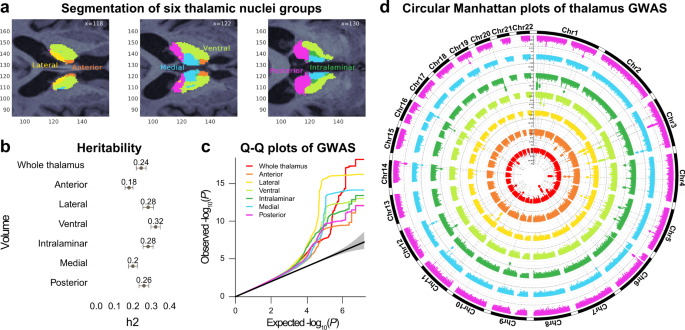 The genetic architecture of the human cerebral cortex