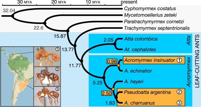 Distinct genomic routes underlie transitions to specialised