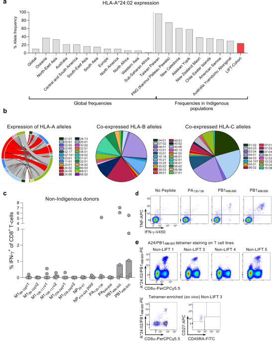 Cd8 T Cell Landscape In Indigenous And Non Indigenous People Restricted By Influenza Mortality Associated Hla A 24 02 Allomorph Nature Communications