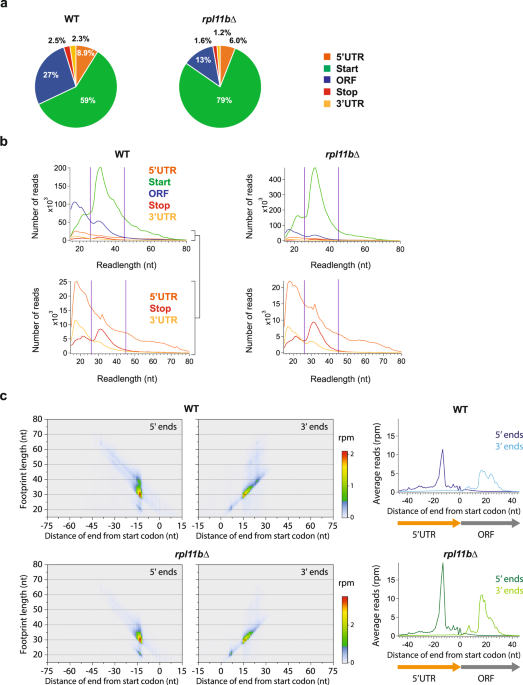 40S ribosome profiling reveals distinct roles for Tma20/Tma22 (MCT-1/DENR)  and Tma64 (eIF2D) in 40S subunit recycling | Nature Communications