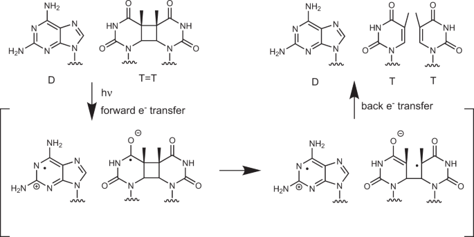 2 6 Diaminopurine Promotes Repair Of Dna Lesions Under Prebiotic Conditions Nature Communications 2 6 Diaminopurine Promotes Repair Of Dna Lesions Under Prebiotic Conditions Nature Communications