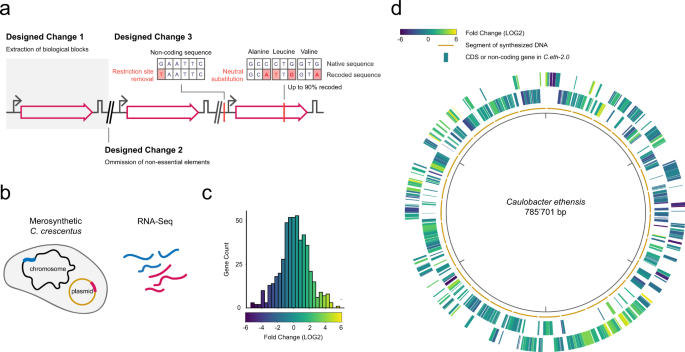 The transcriptional landscape of a rewritten bacterial genome reveals  control elements and genome design principles | Nature Communications