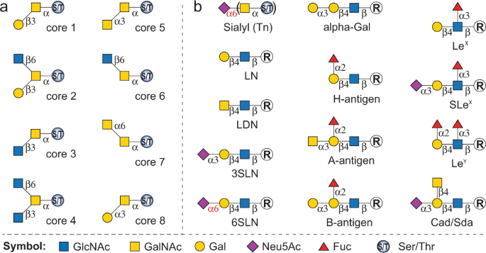 Chemoenzymatic Modular Assembly Of O Galnac Glycans For Functional Glycomics Nature Communications
