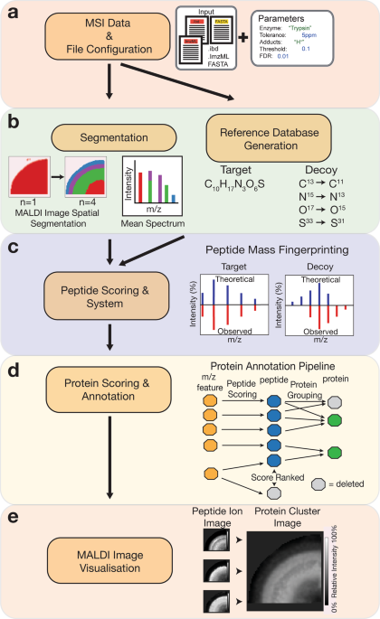 Automated Annotation And Visualisation Of High Resolution Spatial Proteomic Mass Spectrometry Imaging Data Using Hit Map Nature Communications Automated Annotation And Visualisation Of High Resolution Spatial Proteomic Mass Spectrometry Imaging Data Using Hit Map Nature Communications