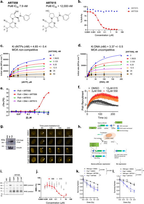 Polθ inhibitors elicit BRCA-gene synthetic lethality and target PARP  inhibitor resistance | Nature Communications