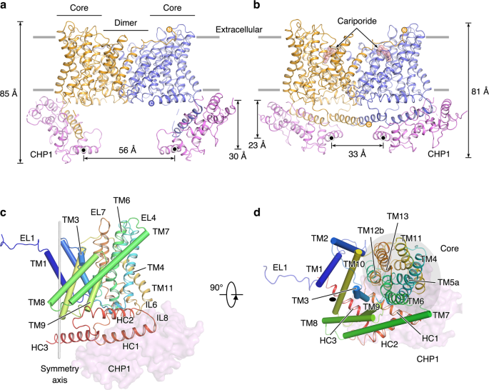 Structure And Mechanism Of The Human Nhe1 Chp1 Complex Nature Communications