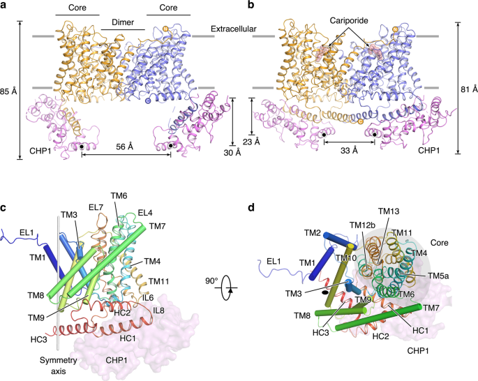 Structure And Mechanism Of The Human Nhe1 Chp1 Complex Nature Communications Structure And Mechanism Of The Human Nhe1 Chp1 Complex Nature Communications