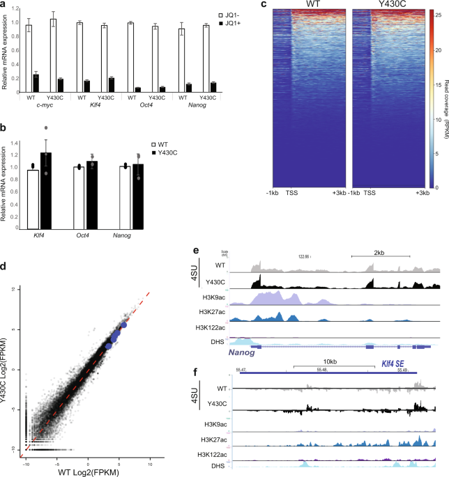 Frontiers  BETting on a Transcriptional Deficit as the Main Cause for  Cornelia de Lange Syndrome