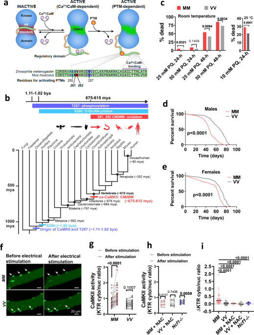 CaMKII oxidation is a critical performance/disease trade-off acquired at the dawn of vertebrate evol
