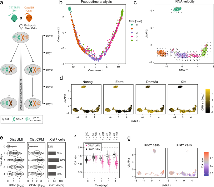 Integrated Analysis Of Xist Upregulation And X Chromosome Inactivation With Single Cell And Single Allele Resolution Nature Communications