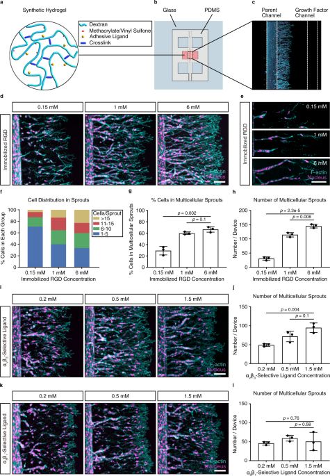 Synthetic Extracellular Matrices With Tailored Adhesiveness And Degradability Support Lumen Formation During Angiogenic Sprouting Nature Communications