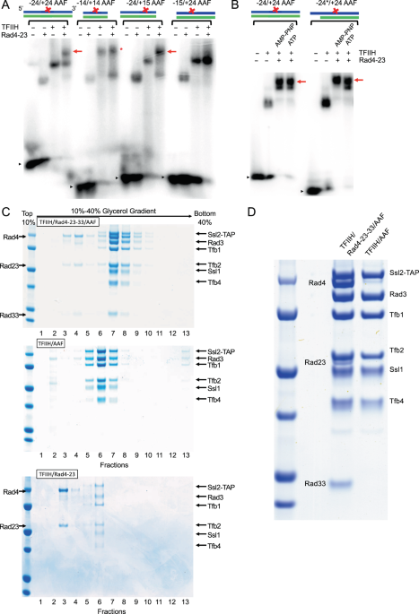 Cryo Em Structure Of Tfiih Rad4 Rad23 Rad33 In Damaged Dna Opening In Nucleotide Excision Repair Nature Communications Cryo Em Structure Of Tfiih Rad4 Rad23 Rad33 In Damaged Dna Opening In Nucleotide Excision Repair Nature Communications