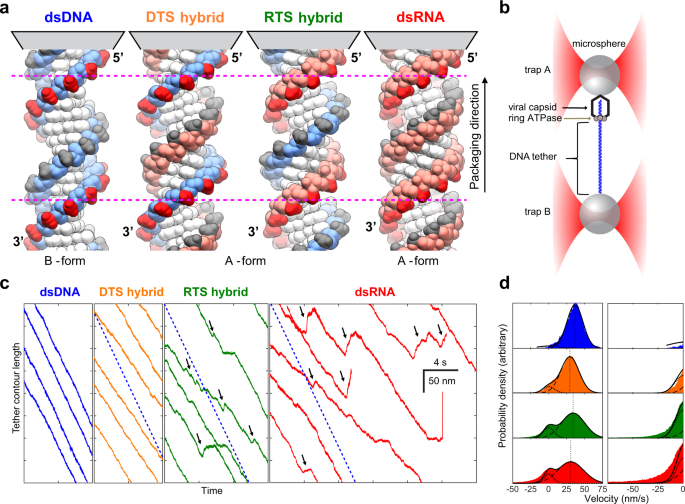 A Dna Packaging Motor Inchworms Along One Strand Allowing It To Adapt To Alternative Double Helical Structures Nature Communications A Dna Packaging Motor Inchworms Along One Strand Allowing It To Adapt To Alternative Double Helical Structures Nature Communications