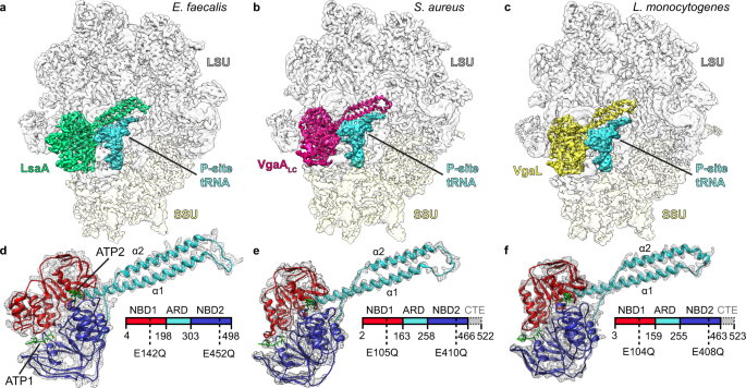 Structural Basis Of Abcf Mediated Resistance To Pleuromutilin Lincosamide And Streptogramin A Antibiotics In Gram Positive Pathogens Nature Communications