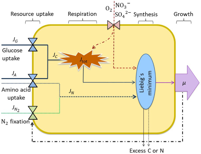 Quantifying Nitrogen Fixation By Heterotrophic Bacteria In Sinking Marine Particles Nature Communications Quantifying Nitrogen Fixation By Heterotrophic Bacteria In Sinking Marine Particles Nature Communications