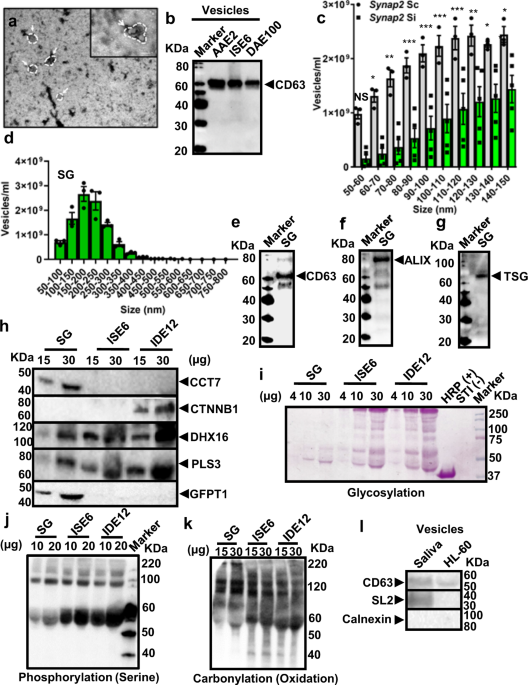 Tick Extracellular Vesicles Enable Arthropod Feeding And Promote Distinct Outes Of Bacterial Infection Nature Munications