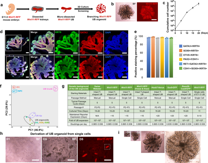 Generation Of Patterned Kidney Organoids That Recapitulate The Adult Kidney Collecting Duct System From Expandable Ureteric Bud Progenitors Nature Communications