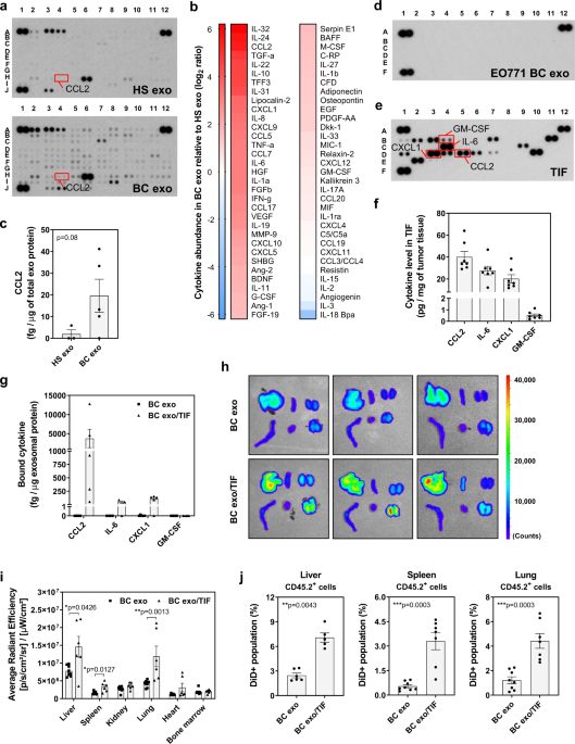 Tumor Microenvironmental Cytokines Bound To Cancer Exosomes Determine Uptake By Cytokine Receptor Expressing Cells And Biodistribution Nature Communications