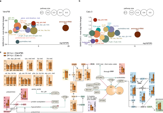 Sars Cov 2 Mediated Dysregulation Of Metabolism And Autophagy Uncovers Host Targeting Antivirals Nature Communications