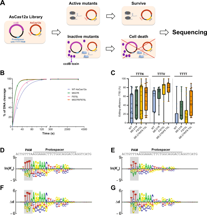 The CRISPR-Cas12a Platform for Accurate Genome Editing, Gene Disruption,  and Efficient Transgene Integration in Human Immune Cells