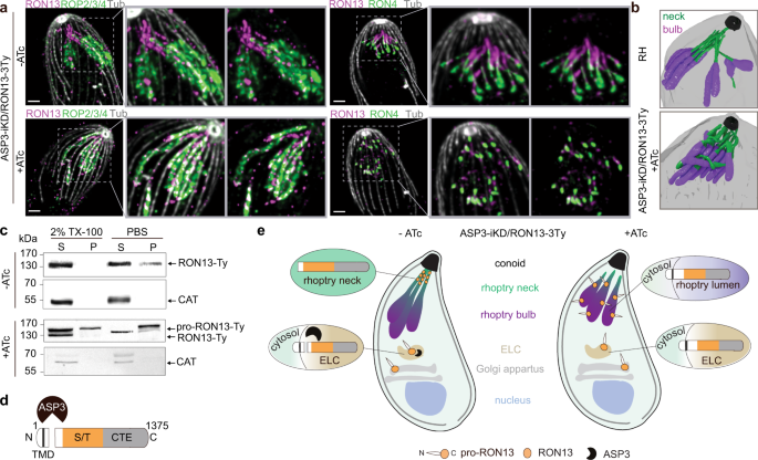 Structural insights into an atypical secretory pathway kinase 