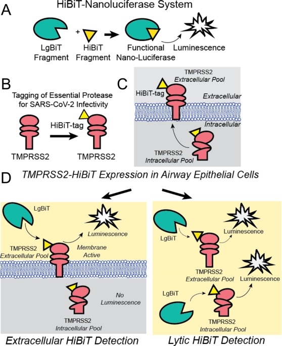 A high-throughput screen for TMPRSS2 expression identifies FDA