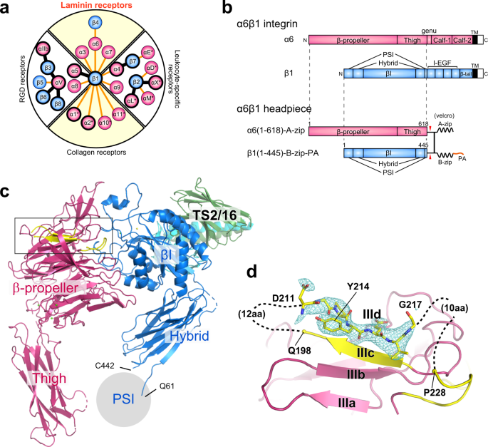 Structural Mechanism Of Laminin Recognition By Integrin Nature Communications