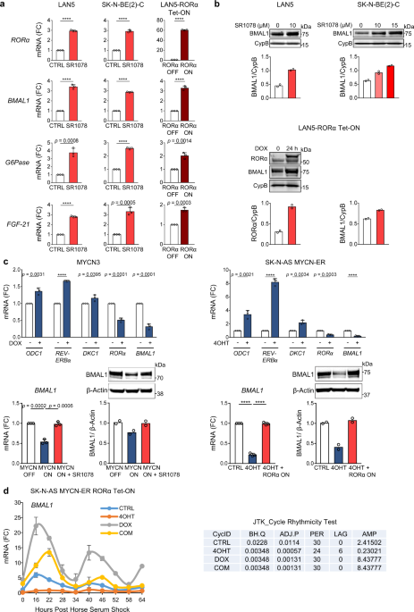 Restoration of the molecular clock is tumor suppressive in neuroblastoma