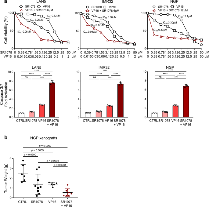 Restoration of the molecular clock is tumor suppressive in neuroblastoma