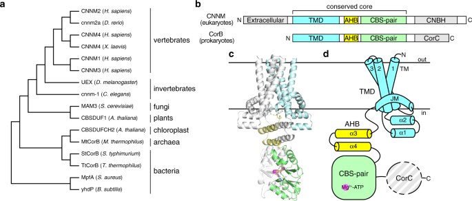 Crystal Structure Of An Archaeal Corb Magnesium Transporter Nature Communications Crystal Structure Of An Archaeal Corb Magnesium Transporter Nature Communications