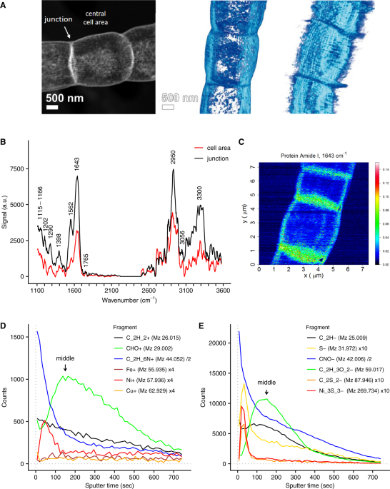 Efficient long-range conduction in cable bacteria through nickel protein  wires | Nature Communications