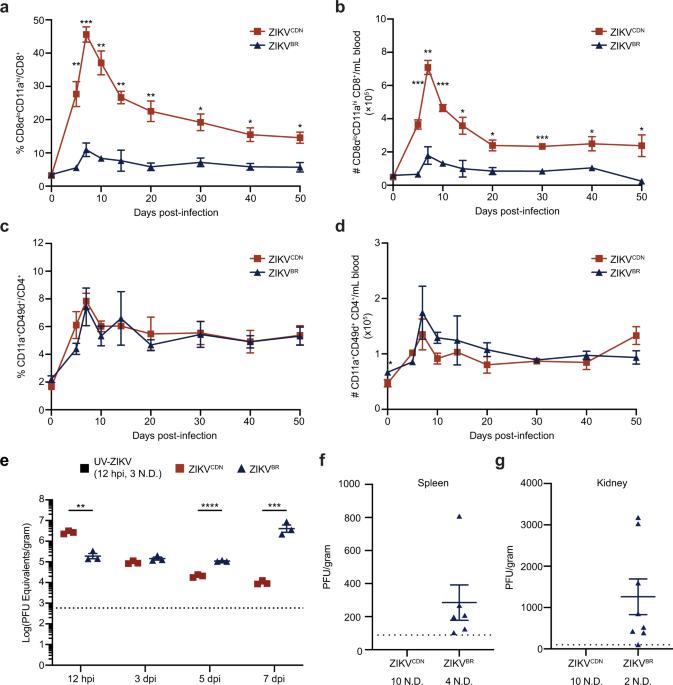 How Zika Virus Evades Antiviral Response of Cells