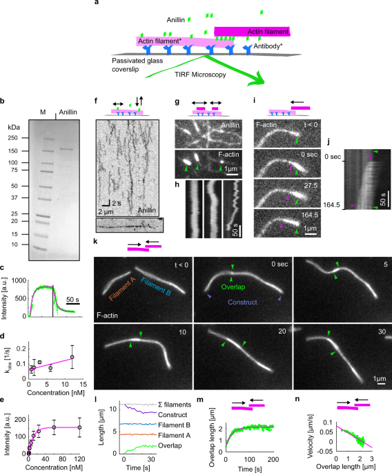 Anillin propels myosin-independent constriction of actin rings | Nature  Communications