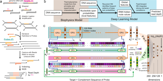 A deep learning model for predicting next-generation sequencing depth from  DNA sequence | Nature Communications
