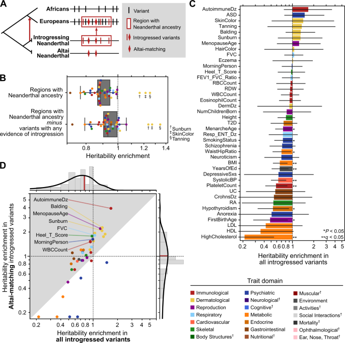 Quantifying The Contribution Of Neanderthal Introgression To The Heritability Of Complex Traits Nature Communications