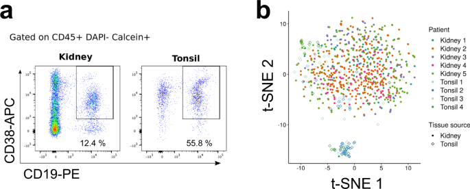 Innate Like Self Reactive B Cells Infiltrate Human Renal Allografts During Transplant Rejection Nature Communications