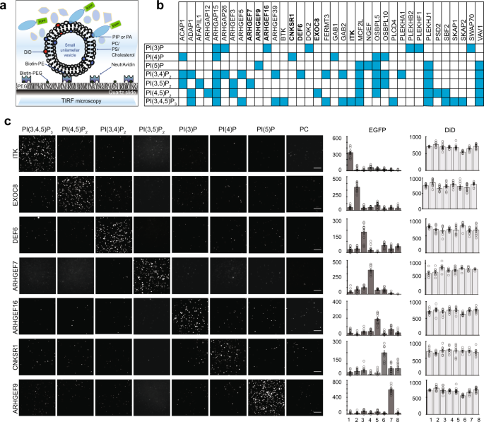 Redefining The Specificity Of Phosphoinositide Binding By Human Ph Domain Containing Proteins Nature Communications