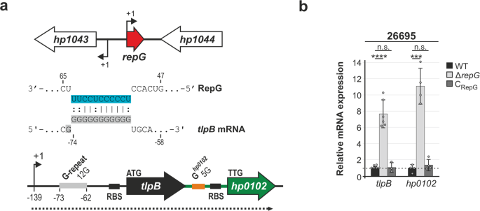 Small RNA mediated gradual control of lipopolysaccharide biosynthesis  affects antibiotic resistance in Helicobacter pylori | Nature Communications