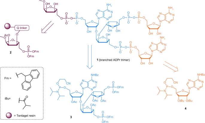 Mechanistic insights into the three steps of poly(ADP-ribosylation)  reversal | Nature Communications