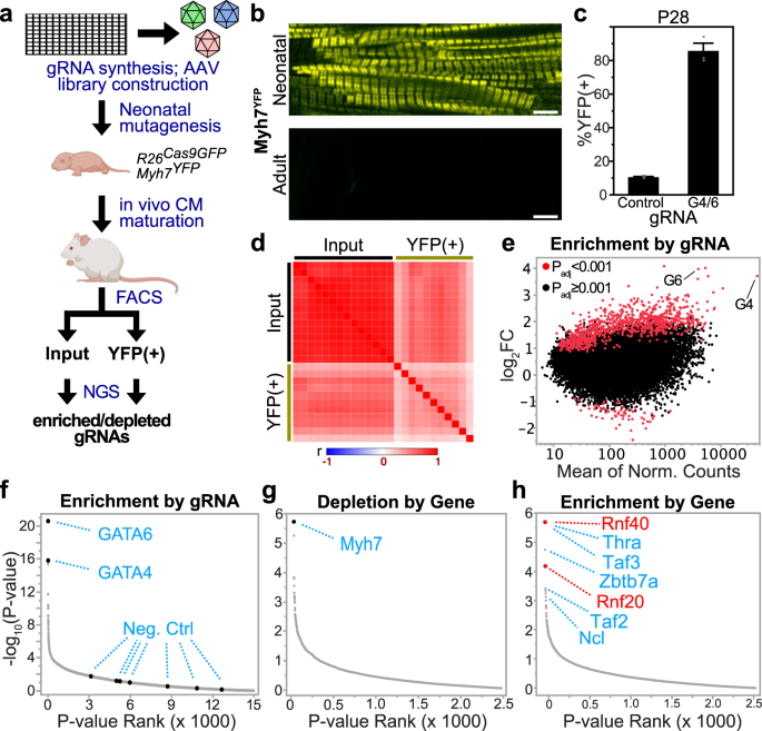 Massively Parallel In Vivo Crispr Screening Identifies Rnf 40 As Epigenetic Regulators Of Cardiomyocyte Maturation Nature Communications Massively Parallel In Vivo Crispr Screening Identifies Rnf 40 As Epigenetic Regulators Of Cardiomyocyte Maturation Nature Communications