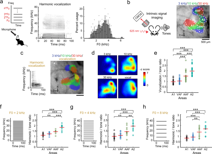 Inhibitory gating of coincidence-dependent sensory binding in secondary  auditory cortex