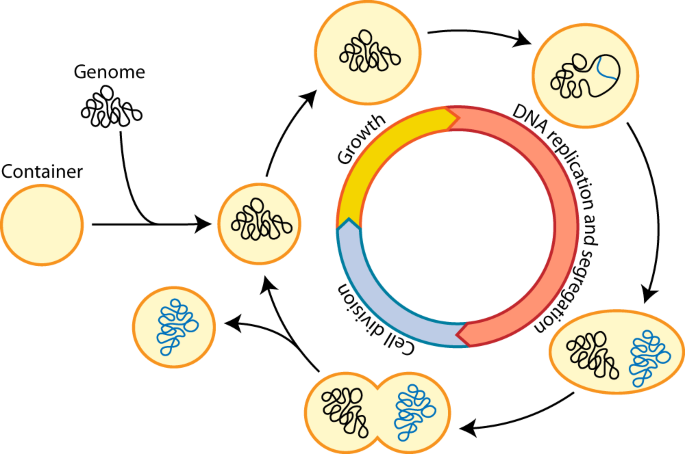 Towards a synthetic cell cycle | Nature Communications