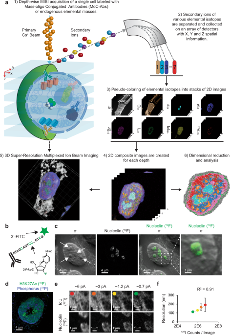 Subcellular Localization Of Biomolecules And Drug Distribution By High Definition Ion Beam Imaging Nature Communications